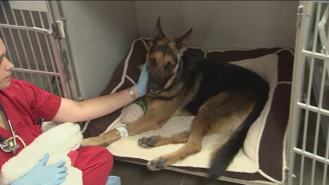 Abused dog has paw amputated, touches hearts