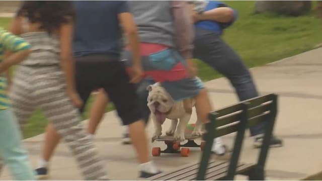 Guinness World Records Day: Otto the skateboarding dog
