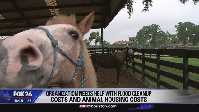 Occupational therapy horses transferred to Chapell Hill