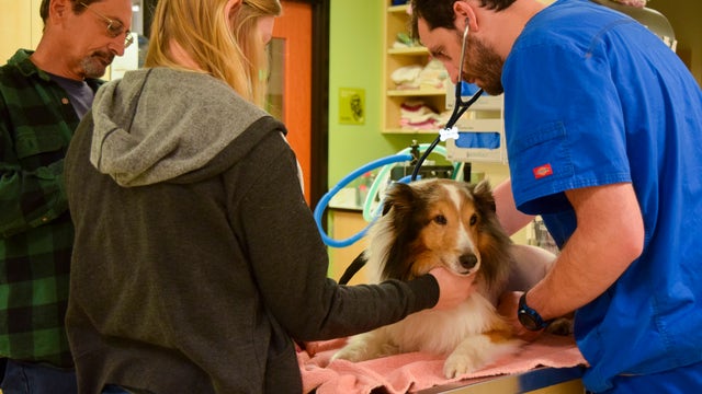 Dog gets last-chance, life-saving diagnosis