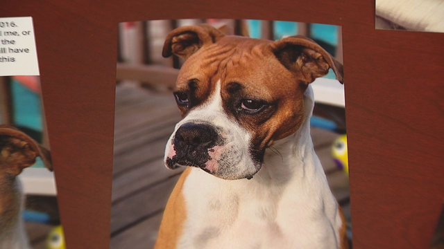 Glen Rose family, rescue group who adopted dog being sued by original owners