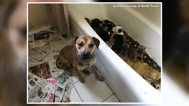 111 dogs & cats seized from Keller home