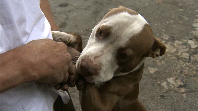 Trixie recovering at Fulton County Animal Services