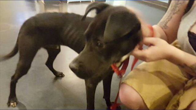 Starving Puppy Possibly Dumped