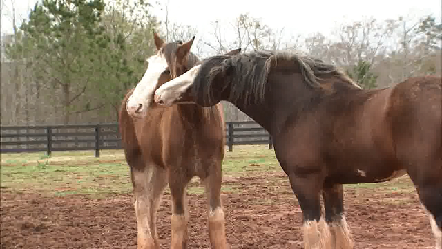Young brothers rescue Clydesdales from family's burning barn