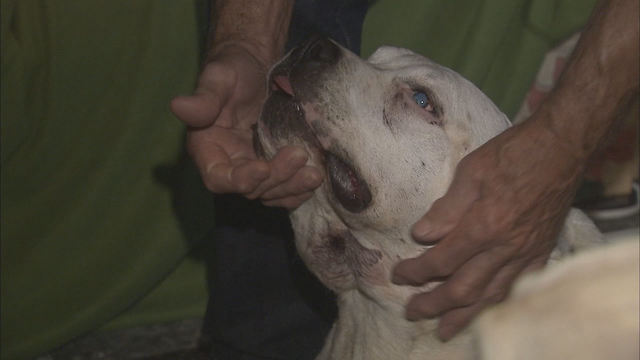 Georgia dogs recovering after being bitten by copperheads