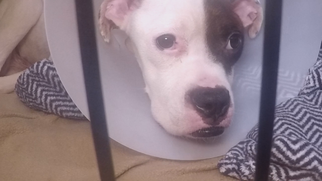 Georgia authorities save starving dog