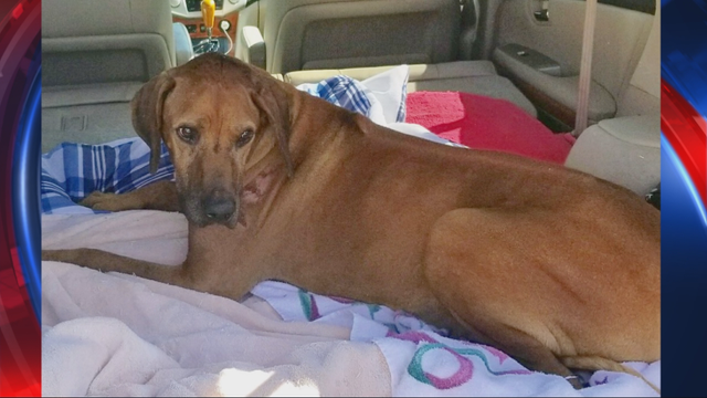 Authorities seek person who threw dog from moving car