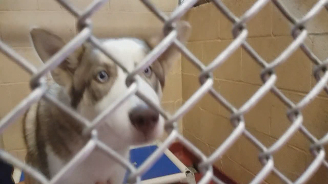 Dog rescued after sitting in hot car for nearly 2 hours