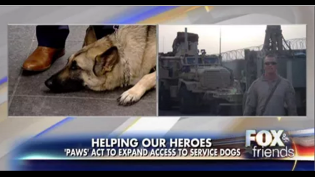 'PAWS Act' would provide wounded warriors with service dogs