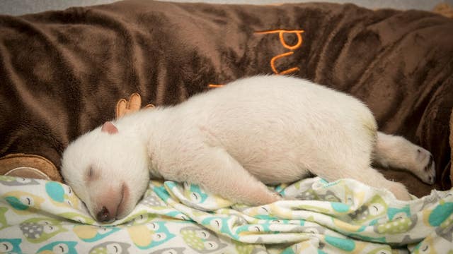 VIDEO: How Do You Handle a Teething Polar Bear?