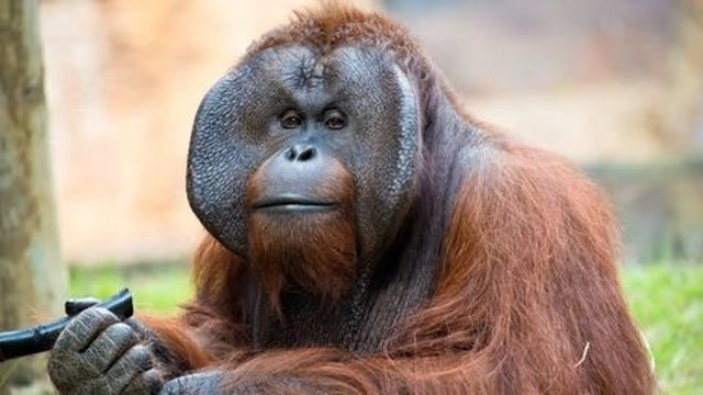34-year-old Bornean orangutan named Pumpkin dies at Houston Zoo