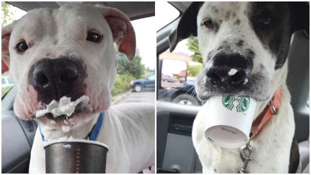 Shelter dogs treated to Starbucks in hopes of getting adopted