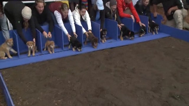 Annual Del Mar Puppy Run participants available for adoption