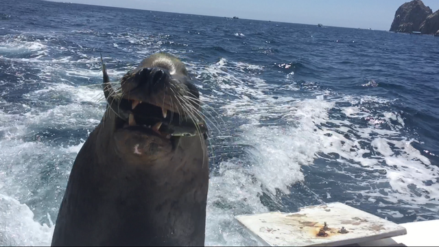 Sea lion hitches ride on boat, gets snacks