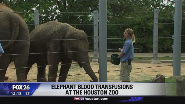 Partnership between zoo, blood center to help elephants