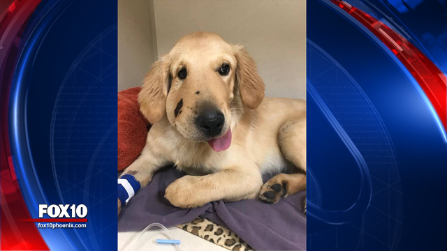 Golden retriever saves owner from being bit by rattlesnake in Anthem