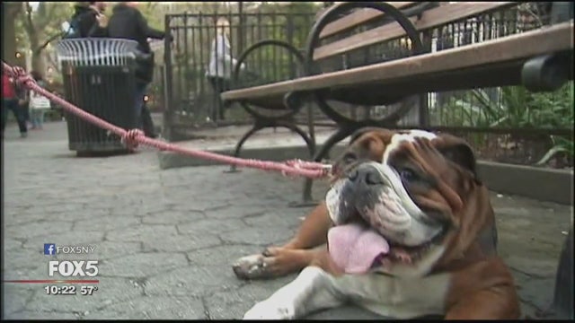 Some U.K. employers offer 'pawternity' leave to pet owners