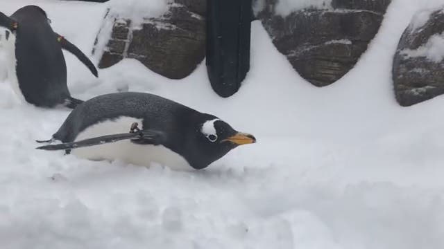 Adorable penguins enjoy fresh snowfall in Pittsburgh