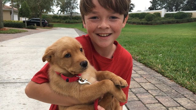 Elves make surprise puppy, kitten deliveries for Christmas