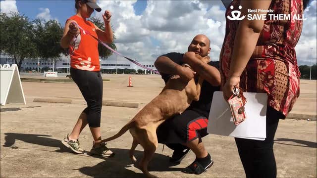 Pets displaced by Harvey reunited with owners at NRG Arena