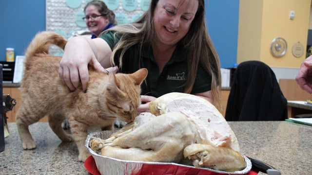 Thanksgiving treat for Citizens for Animal Protection shelter pets