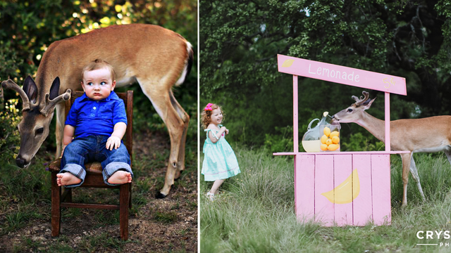 Photobombing deer makes new friends in photo shoots