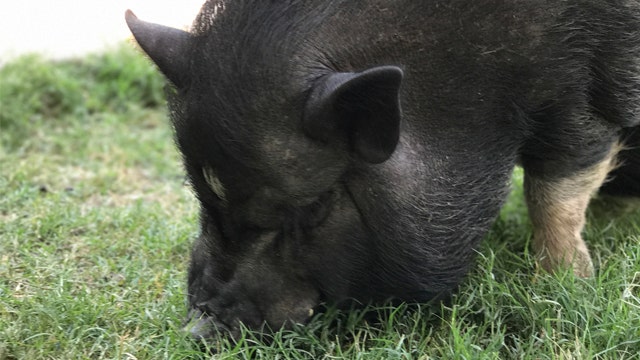 One lucky pig gets new home thanks to Central Texas Pig Rescue and the Texas Bamboo Society
