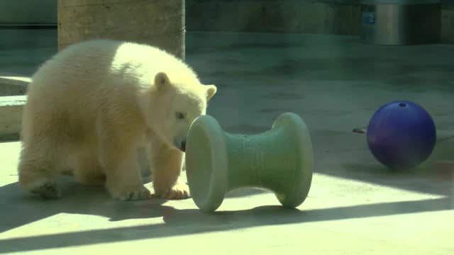 Toledo Zoo introduces its newest polar bear cub
