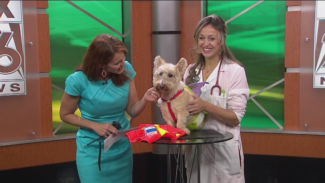 Preventing and treating heat exhaustion in your dog