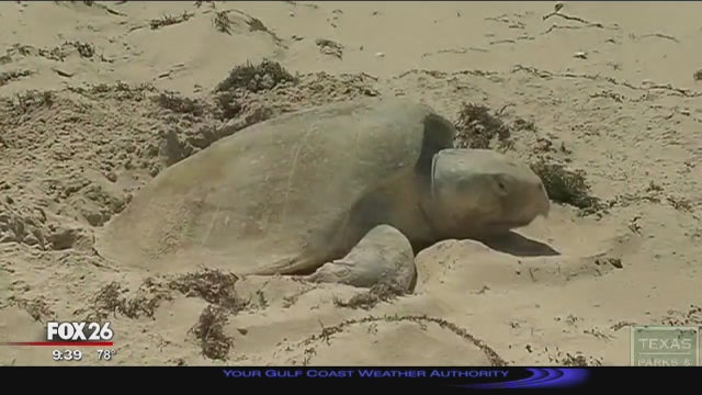 Helping preserve Kemp's ridley sea turtles in Galveston