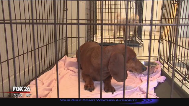 Public shows support for overcrowded animal shelter in crisis