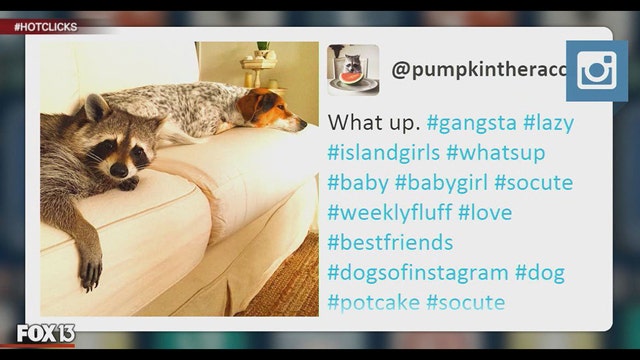 Meet Pumpkin, the raccoon who thinks she's a dog