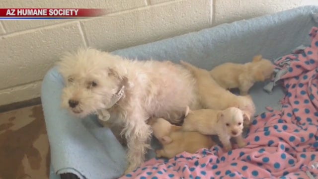 Maltese and her litter of puppies abandoned in plastic drawer while shelter was closed