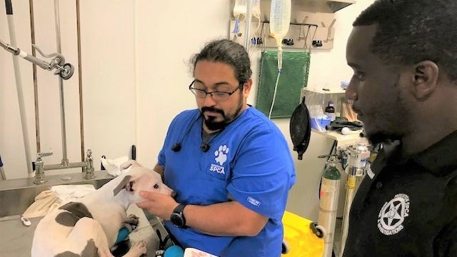 Puppy broken out of hot car in northeast Houston