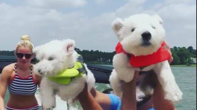 Out of the water, Dallas dogs can't stop doggy paddling