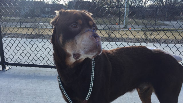 Baron, dog maimed and nose removed, shows off new nose