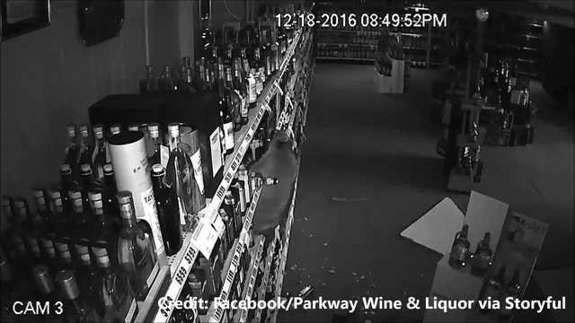 Raccoon loots liquor store, causes $250 in damages