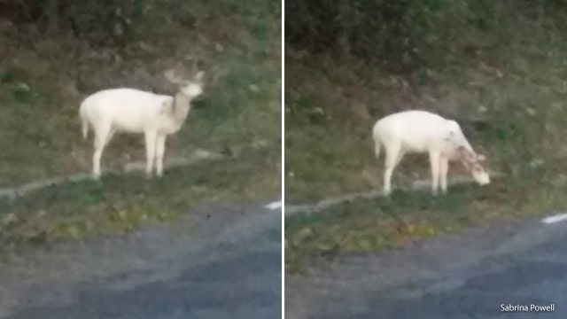 Rare albino deer spotted in Fort Dupont Park in Washington, DC