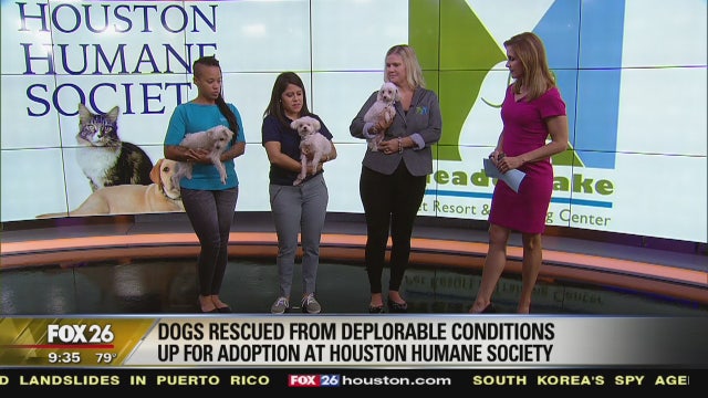 Rescued dogs up for adoption at Houston Humane Society