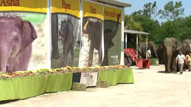 Famed Ringling circus elephants arrive in Florida for retirement