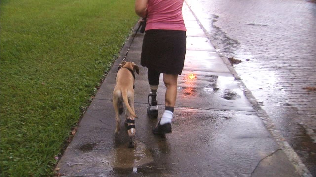 Owner, dog share bond over prosthetic legs