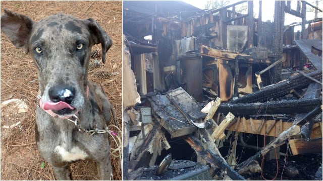 Dog Saves Oconee County Family of 4 from House Fire