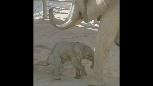 Tiny baby girl elephant born at San Diego zoo