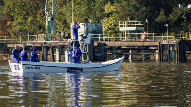 SeaWorld rescues manatee in South Carolina