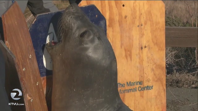 Wayward elephant seal tries to cross Highway 37