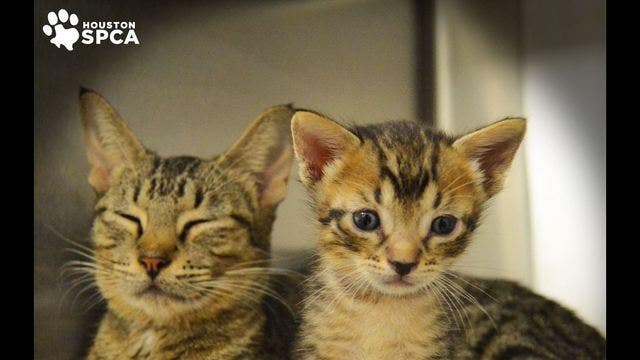 Momma cat and kittens saved in great Houston SPCA rescue
