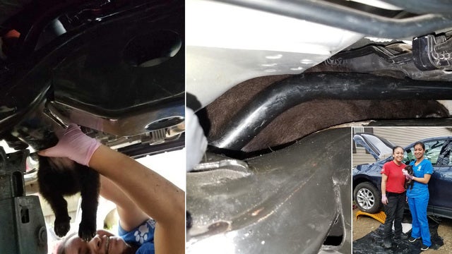 Puppy rescued after stuck in car engine block