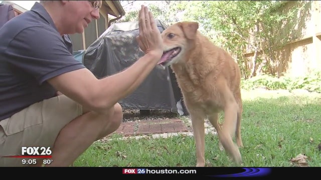 Safety tips for integrating kids and dogs