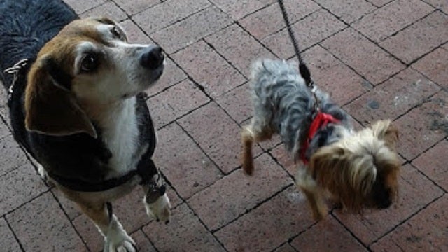 Multiple dog food brands recalled for elevated vitamin D